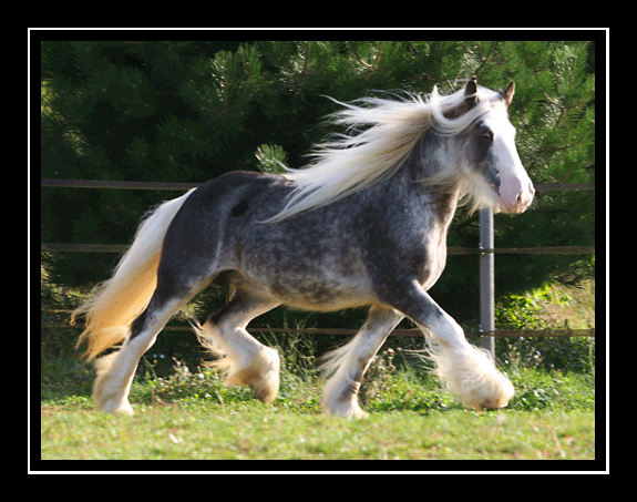 Pepsi, jument silver dapple sabino au Domaine du Vallon Img_3612