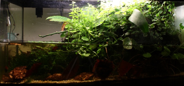 paludarium dans 54L Img_2325