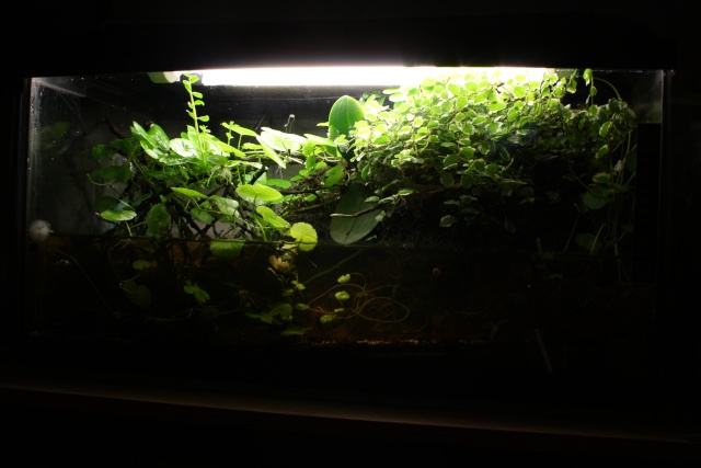 Paludarium  Img_3210