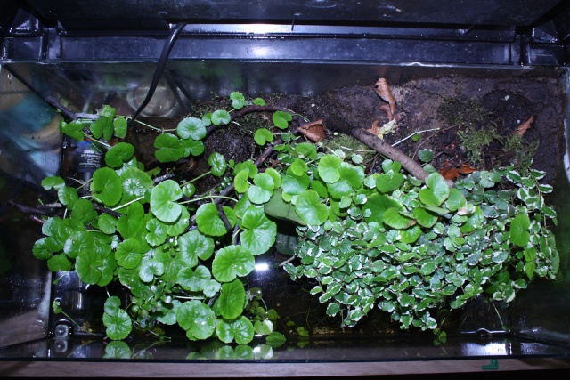 Paludarium  Img_3212