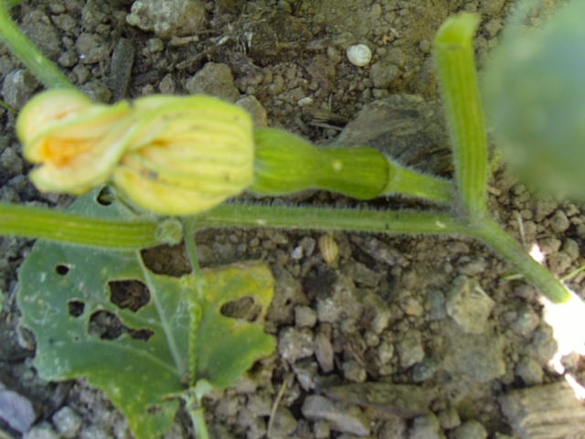  le potager 2013 Courge12