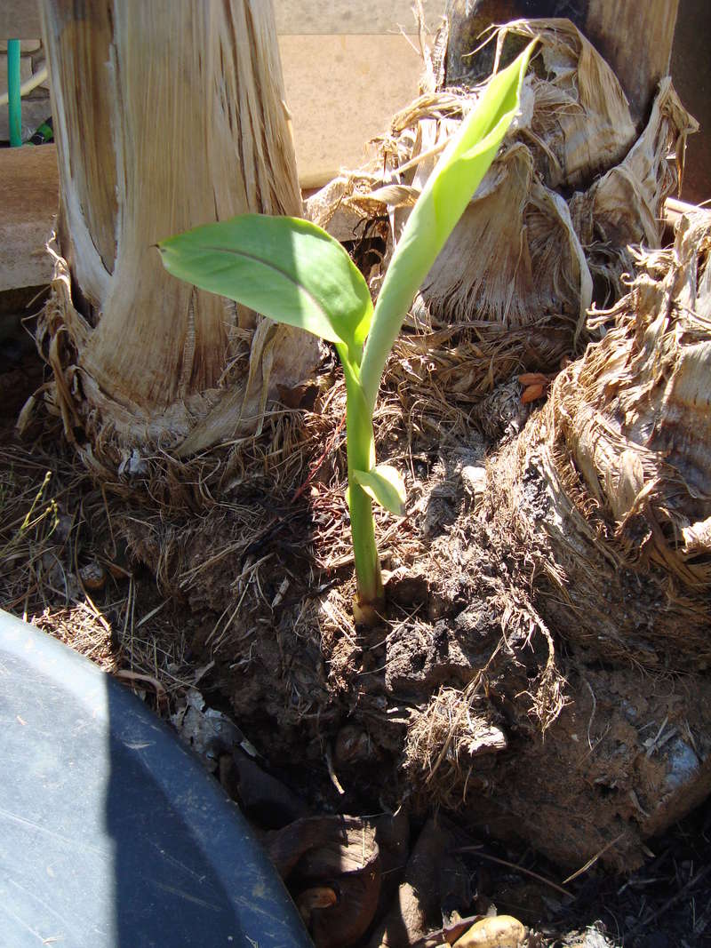 surprenantes plantes chez Tati Jardin - Page 12 Banani10