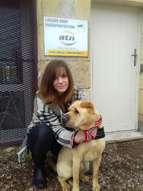 JET (Sharpei) Adopt146