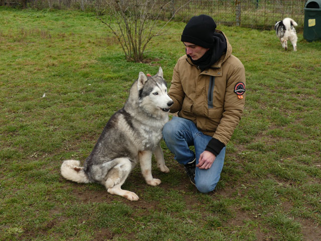 LOUKY (Husky de Sibérie) Adopt851
