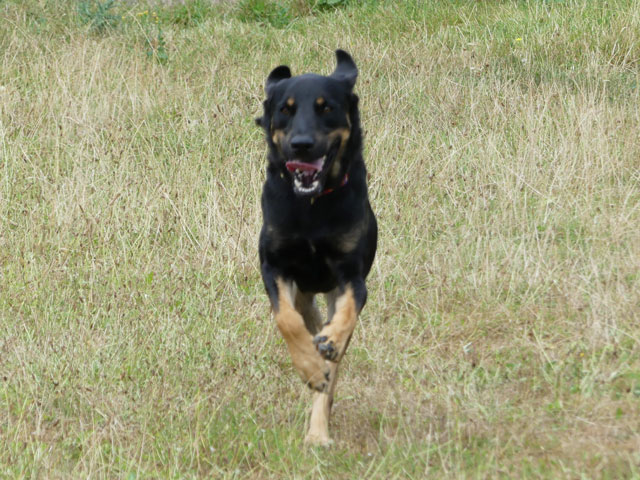 AUXY (Beauceron) Auxy610