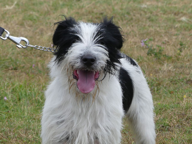 BARAK (Croisé Fox Terrier) Barack10