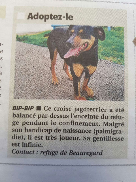 BIP BIP (Croisé Jagd Terrier) Bipbip15
