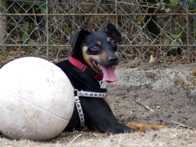 BIP BIP (Croisé Jagd Terrier) Bipbip17