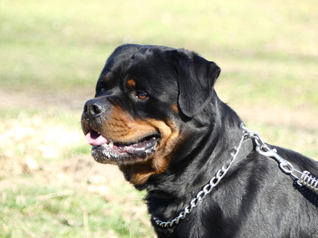 BLACK (Rottweiler) Black210