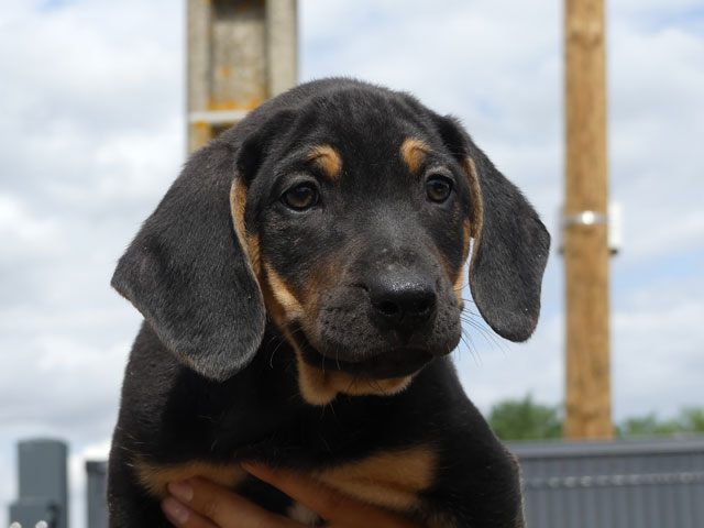 BUCK (Croisé Beauceron) Buck110