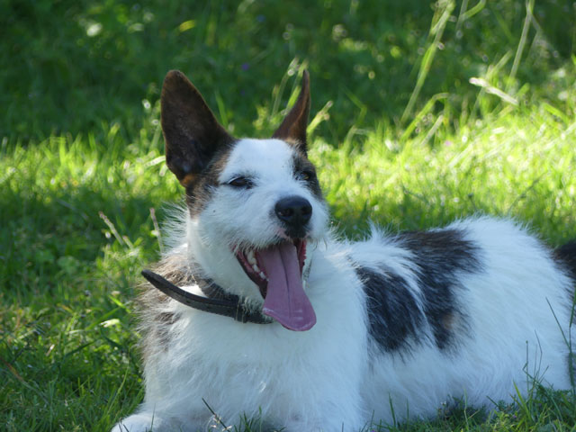 CLYDE (Podenco Portugais) Clyde911