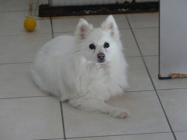 CYBELLE (Spitz) Cybell12