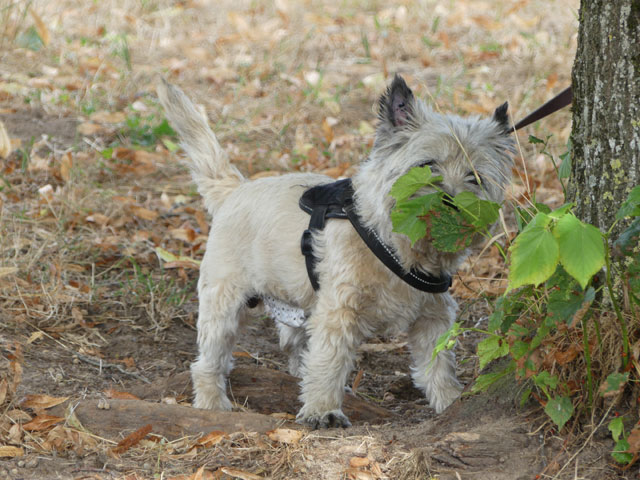 DAISY (Cairn Terrier) Daisy110