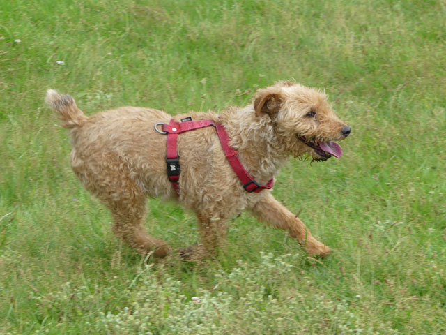 FALCO (Fox Terrier) Falco111