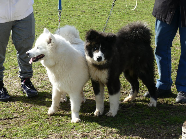 FISKAN (Akita Inu croisée Samoyède) Fiskan13