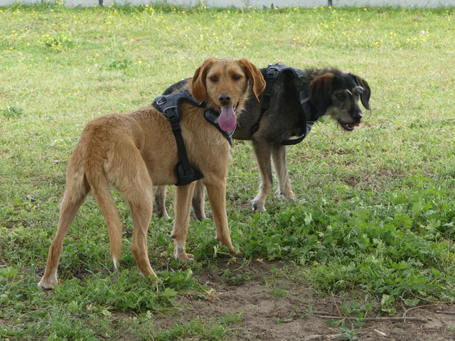 ATHENA (Croisée Chien de chasse) Gaiaat10