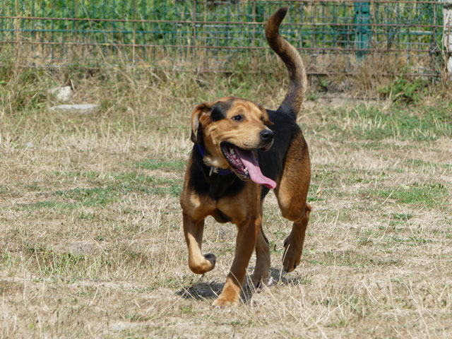 GANGSTER (Chien courant croisé Beauceron) Gangst17