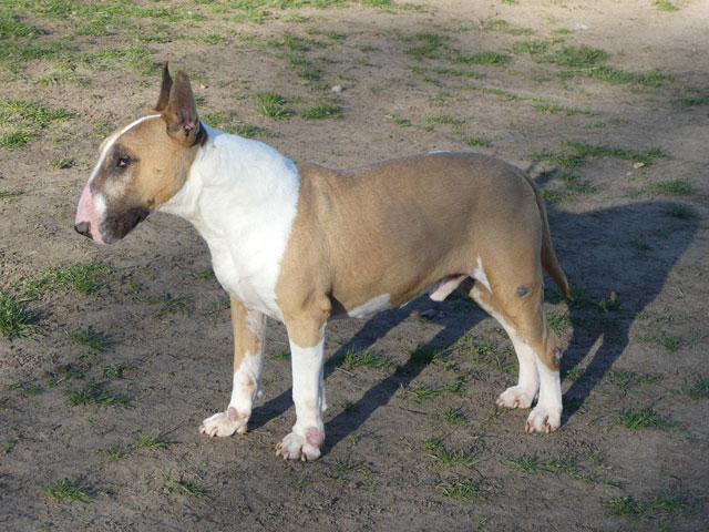 GIVENCHY GENTLEMAN (BULL TERRIER) Givenc12
