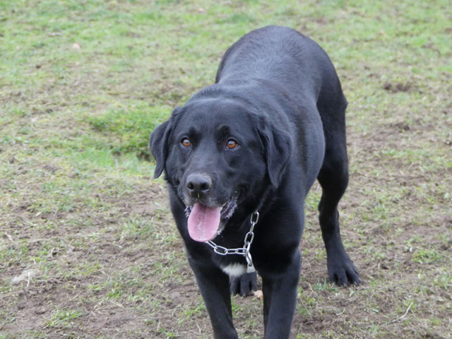 HUGO (Labrador) Hugo111