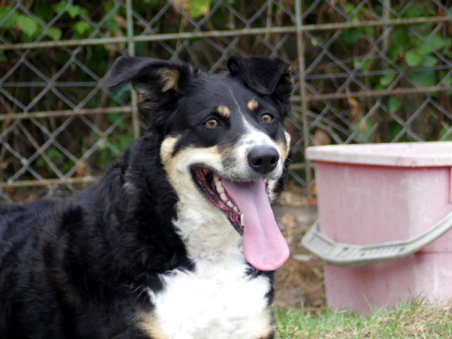 ISIS (Croisée Border Collie) Isis710