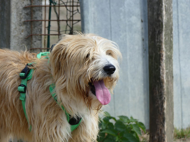 JUNIOR (Croisé Berger des Pyrénées) Junior23