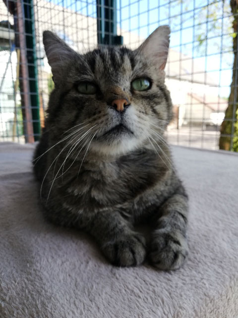 MAX (Tabby) - FIV+ Max211