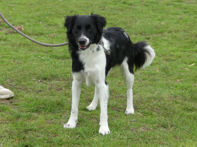 MAYA (Border Collie croisée Epagneul) Maya111