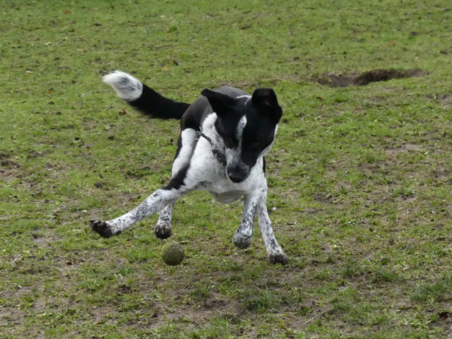 MAYRON (Border Collie croisé Labrador) Mayron20