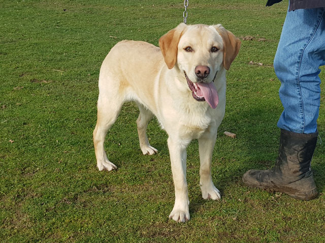 MILLOT (Labrador croisé Golden) Millot11