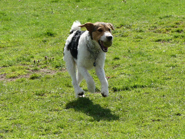 MILOU (Fox Terrier) Milou111