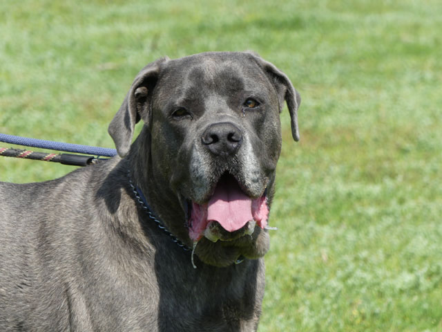 NEIKO (Cane Corso) Neiko410