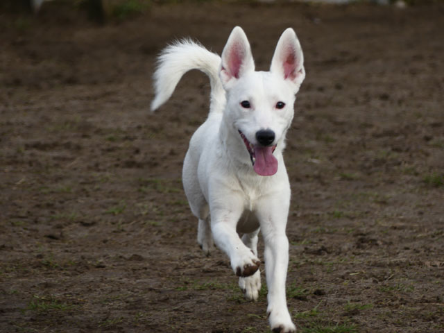 NOUGAT (Jack Russel) Nougat14