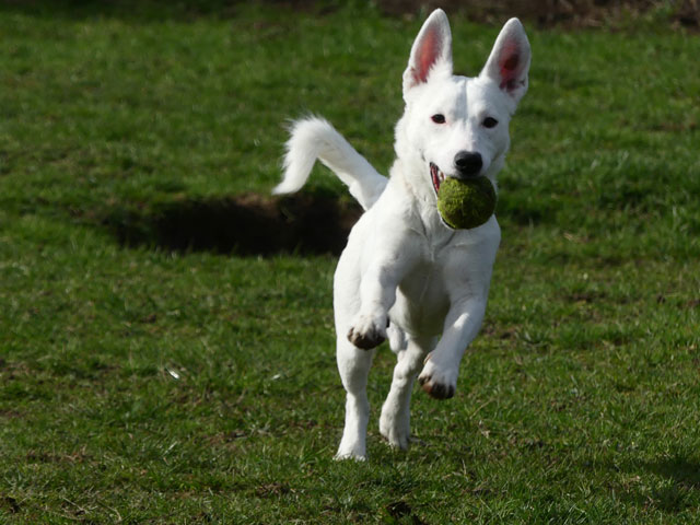 NOUGAT (Jack Russel) Nougat18