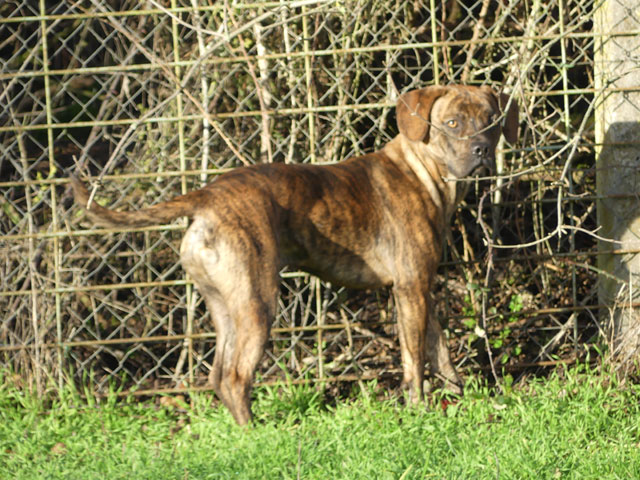 OLYMPE (Boxer croisé Bouledogue Français) Olympe15