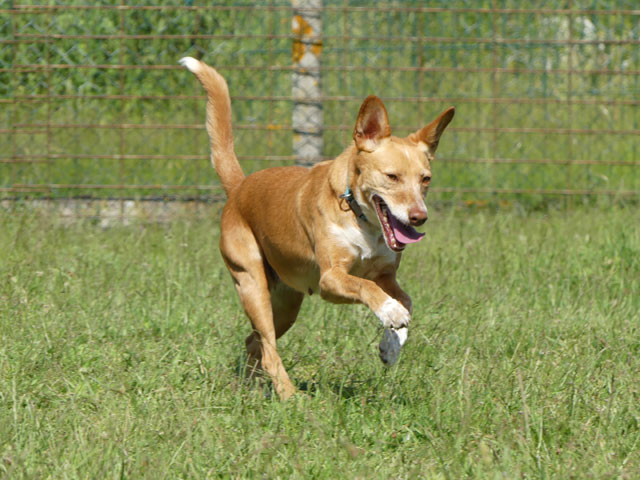 ONLY (Podenco Portugais) Only211
