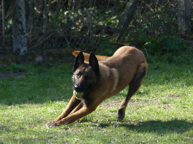 POTCHI (Berger Belge Malinois) Potchi11