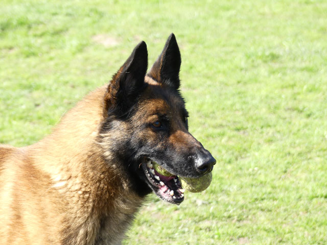 POTCHI (Berger Belge Malinois) Potchi14