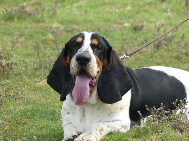 RASTA (Basset Hound) Rasta311