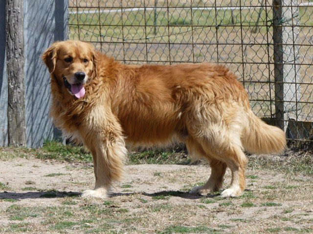 ROCKY (Golden Retriever) Rocky410