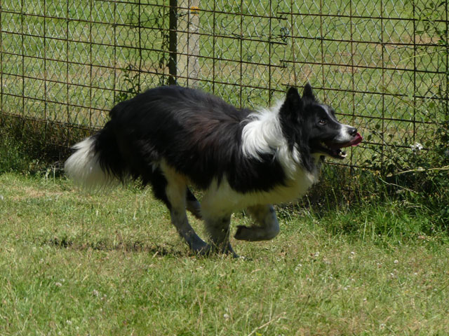 ROUBLARD (Border Collie) Roubla12