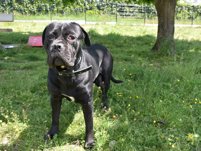 SHERE KHAN (Cane Corso) Sherek10