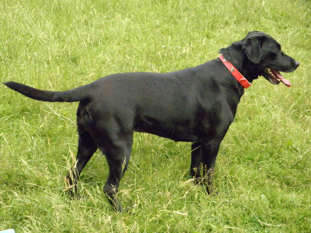 SIMBA (Labrador noire) Simba10