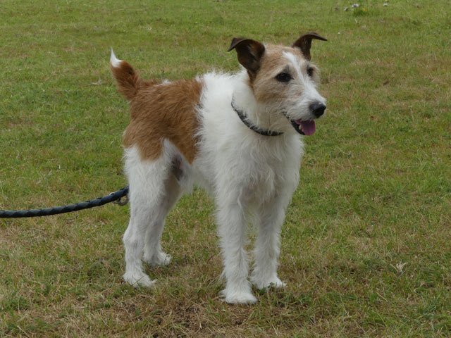 SOLAR (Fox Terrier) Solar110