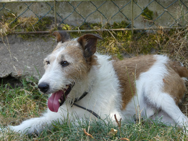 SOLAR (Fox Terrier) Solar810