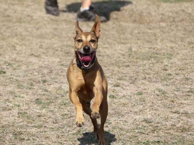 SPIKE (Pinscher croisé Jack Russel) Spike110