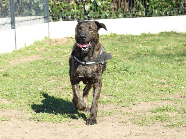 TAYSON (Croisé Dogue Allemand) Tayson38