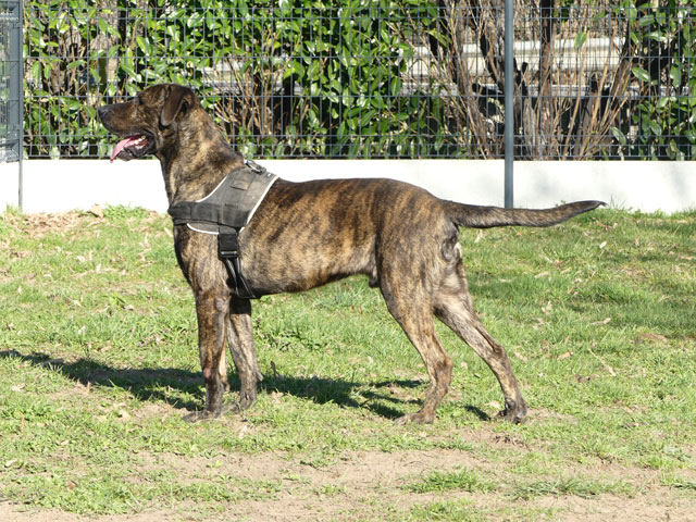 TAYSON (Croisé Dogue Allemand) Tayson39