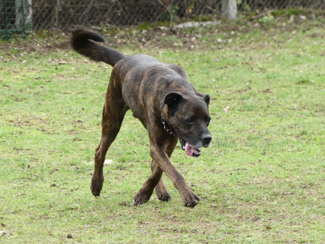 TEX (boxer X berger allemand) - Page 2 Tex411