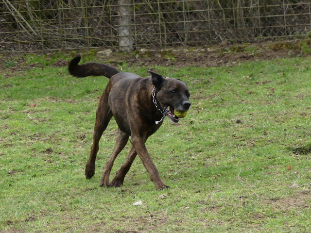 TEX (boxer X berger allemand) - Page 2 Tex811