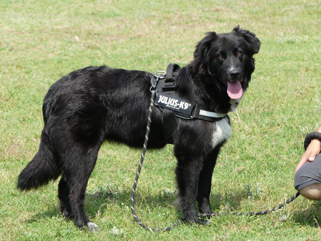 TIARA (Croisée Border Collie) Thiara14